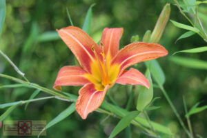 Rosie Crafts Lily Flower Photography